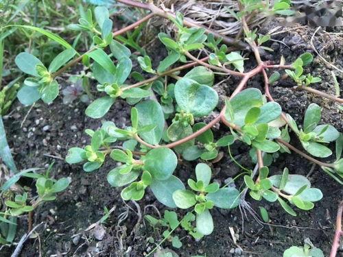 亞洲國產青草視頻,探尋東方田園風情