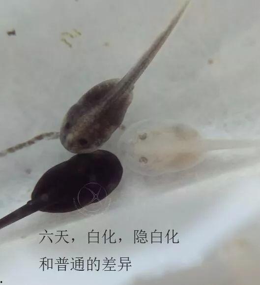 蝌蚪國產,揭開神秘國度的神秘面紗