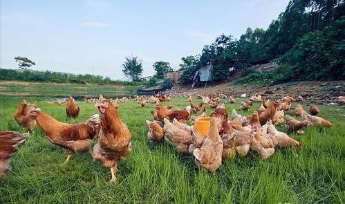 國產插雞,創新科技引領農業現代化新篇章